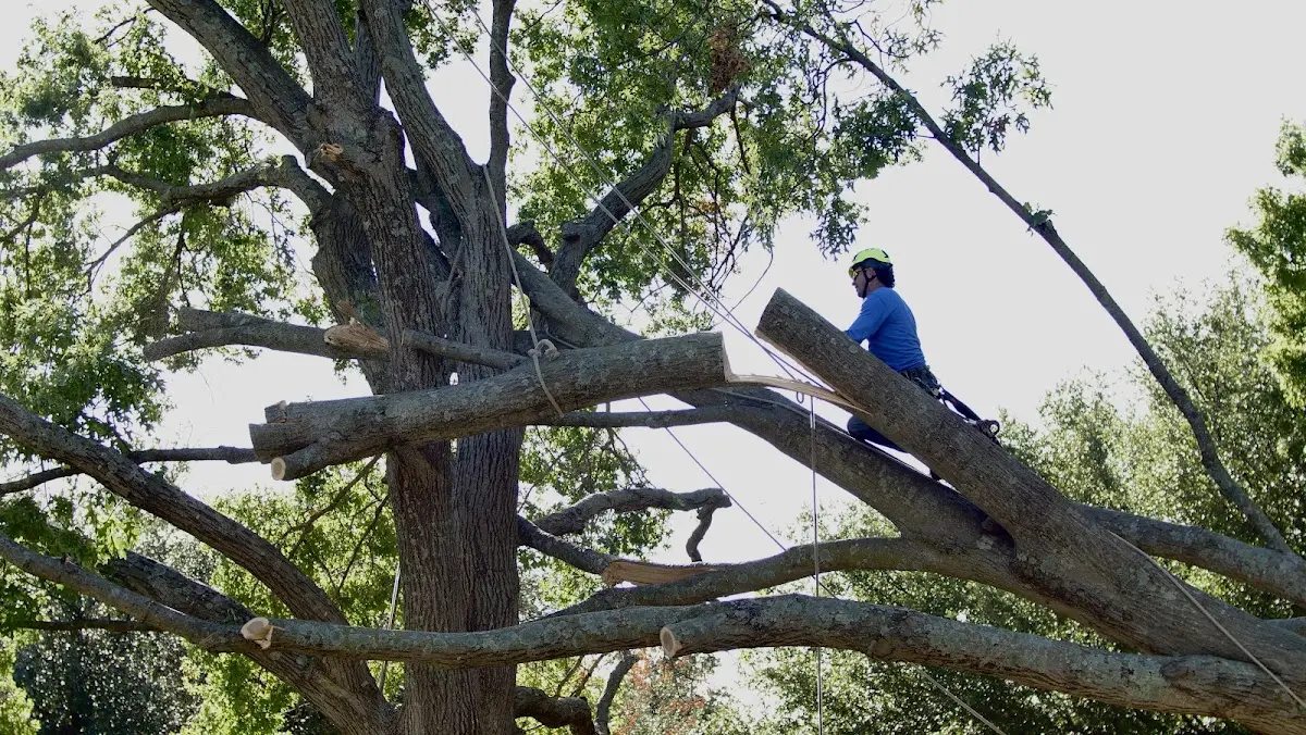 Professional Hazardous Tree Removal performed by certified arborists in Rowena