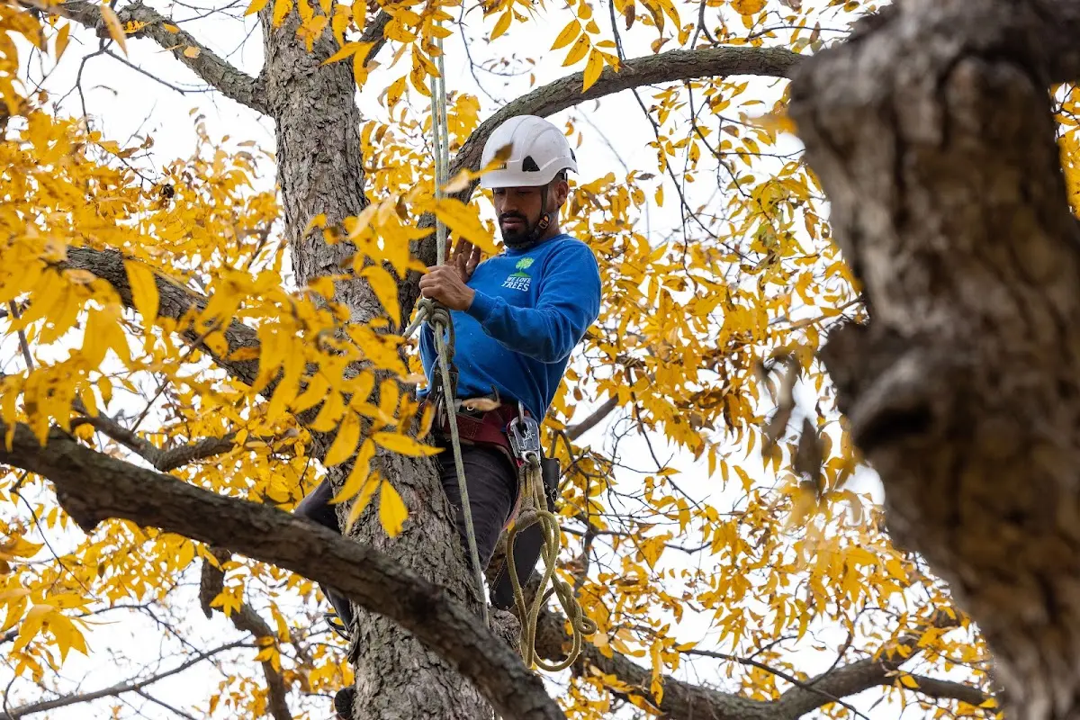 Skilled Storm Damage Cleanup crew working in Rowena