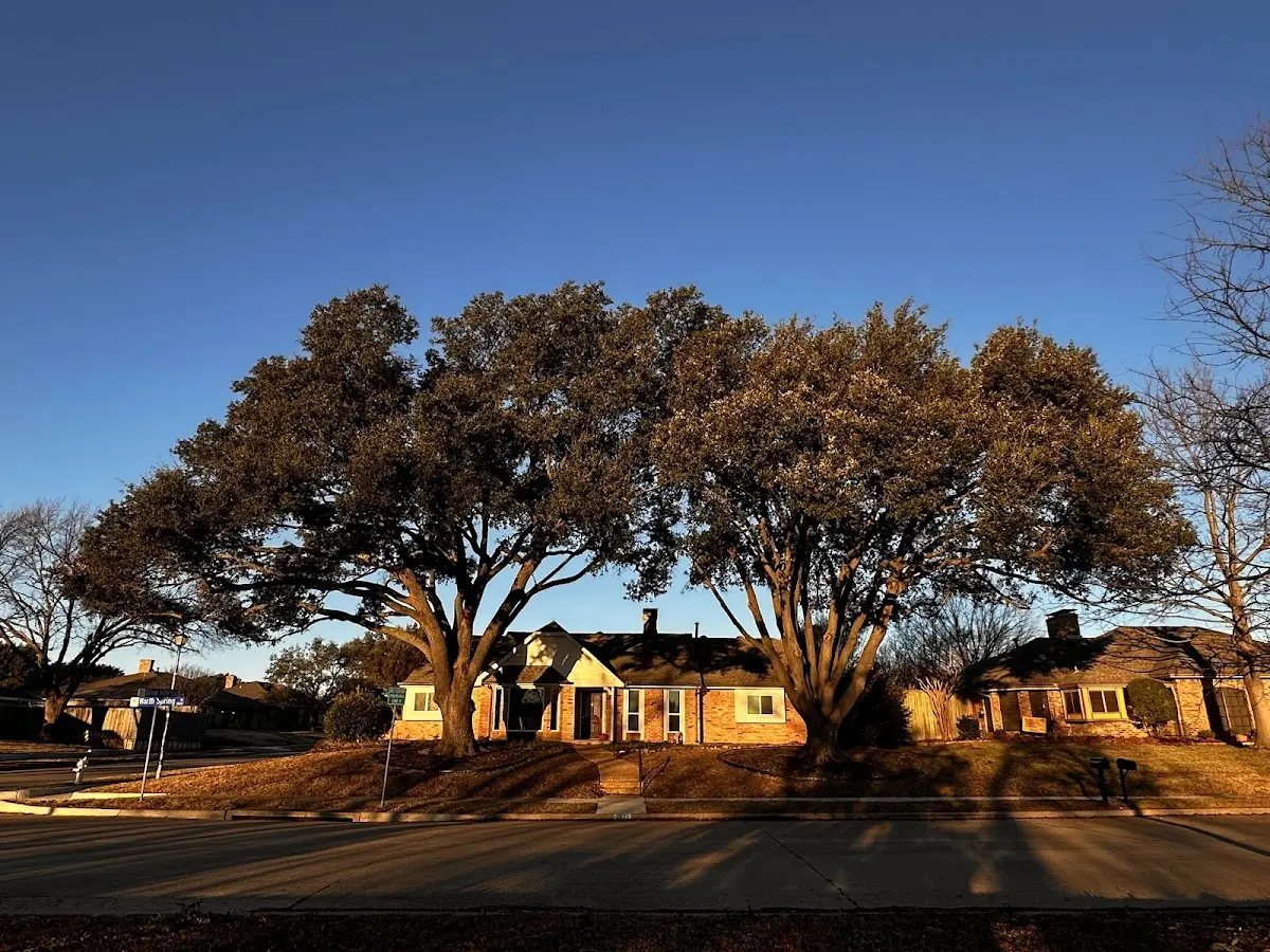 Established residential canopy tree shading a home in Rowena